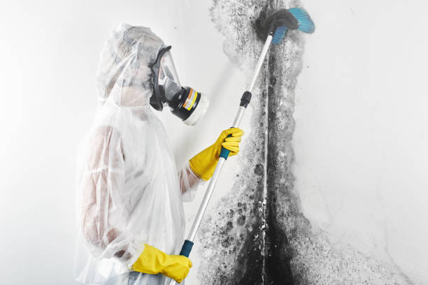 Best Mold Damage Restoration  in Bargaintown, NJ