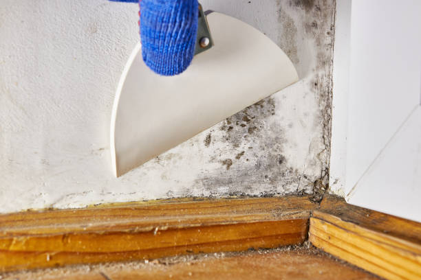 Best Attic Mold Removal  in Bargaintown, NJ